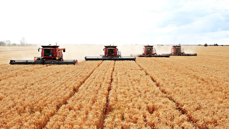Комбайны на пшеничном поле