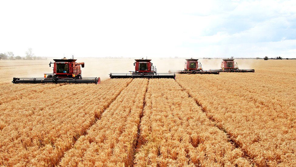 Combine harvesters on a wheat field