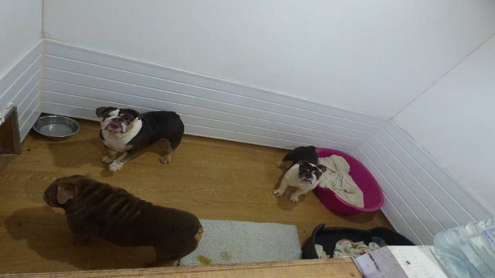 Bulldog puppies in the house