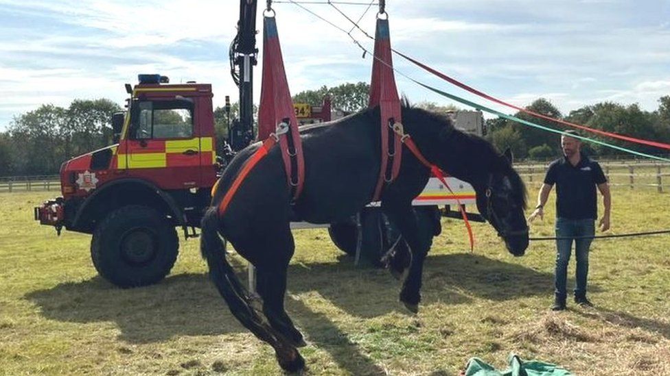 A horse being lifted up by firefighters in Ongar, Essex