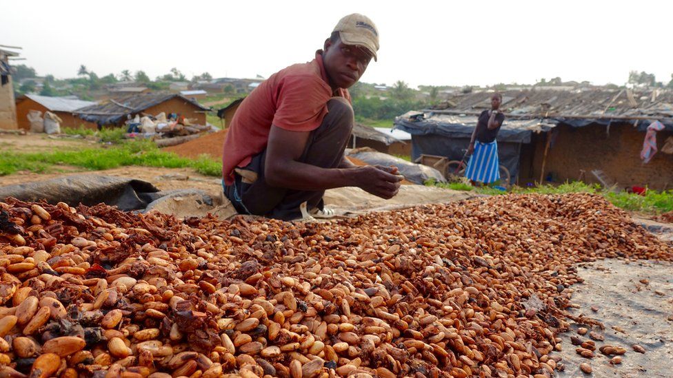 Cocoa piling up in the village of Adjemene in the west of Ivory Coast