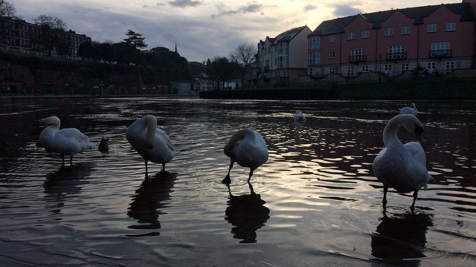Swans at Quay