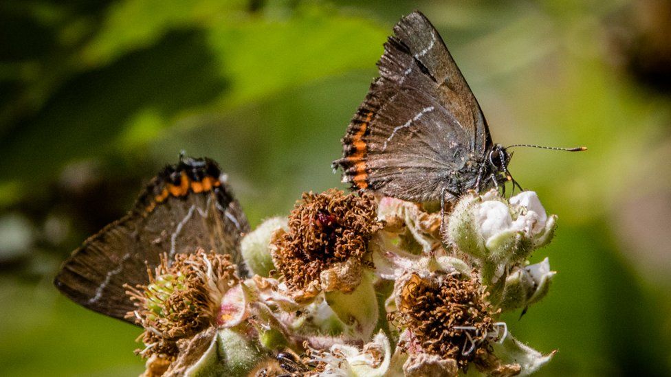 Two white-letter hairstreak butterflies. The insects have white streaks going through their black wings, hence the name.
