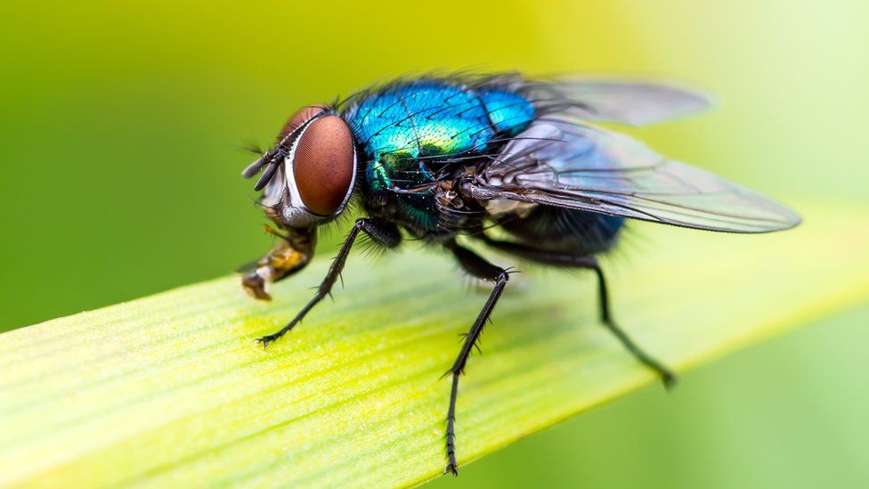 International Year of the Fly: Why flies are important - BBC Newsround