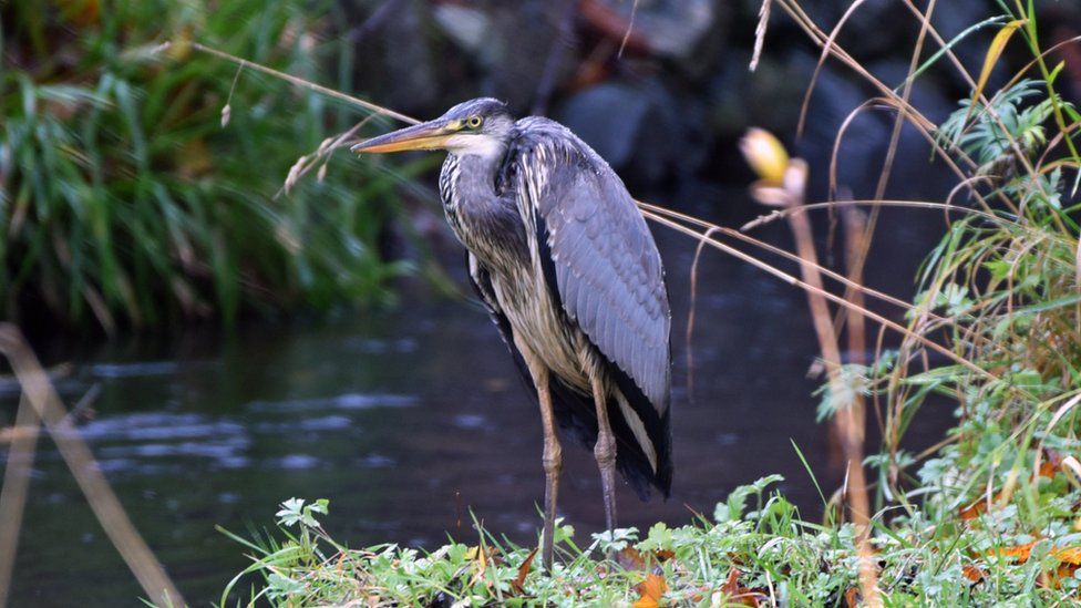 Grey Heron on the banks of the Glen River, Stornoway.