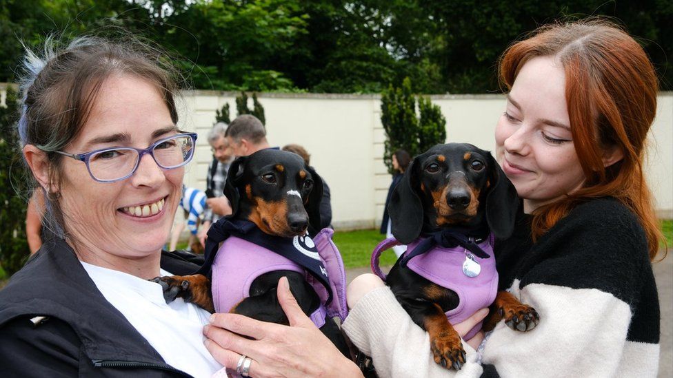 Two black and brown dachshunds in purple harnesses are held by their owners