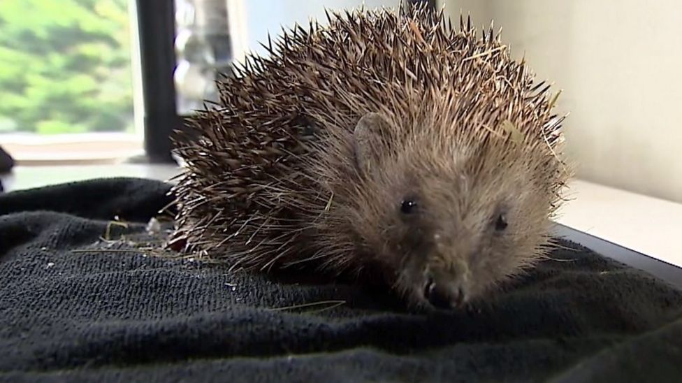 Bristol students secure top hedgehog conservation award - BBC News