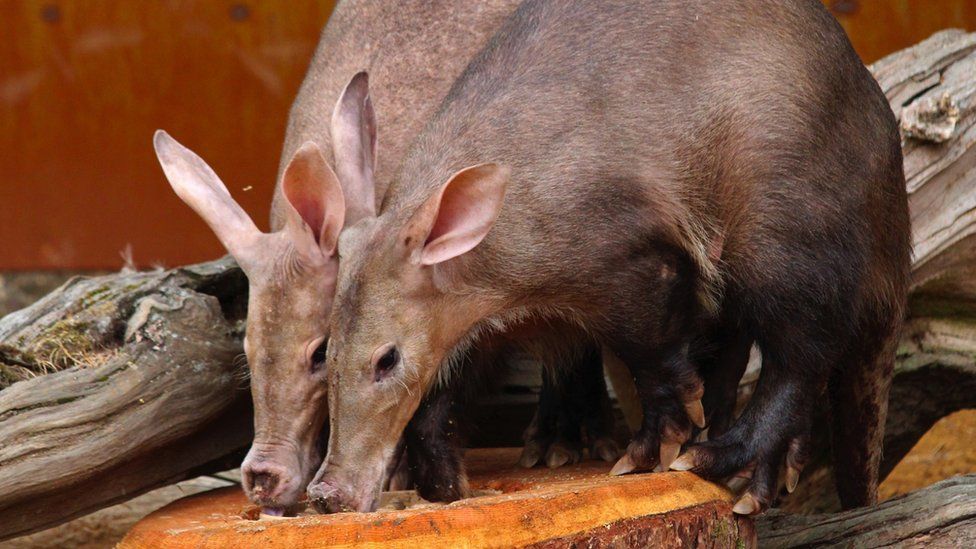 Brazilian Aardvark