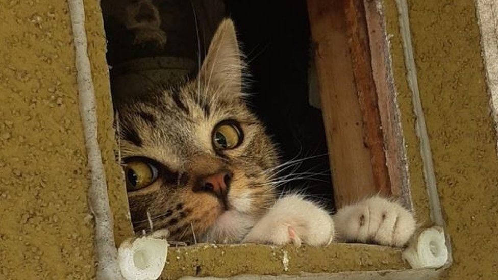 Cat stuck in a wall