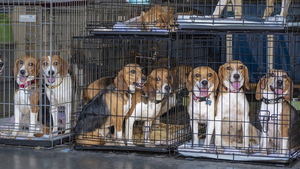 Несколько из 200 биглей, которые были среди 4000 собак, освобожденных из питомника в Вирджинии, сидят в клетках через несколько секунд после того, как собаки прибыли в двух трейлерах в некоммерческую спасательную организацию Priceless Pets в Чино-Хиллз в субботу днем, 23 июля 2022 года. Добровольцы помогали доставить собак в ветеринарную клинику, где они будут чипированы, вакцинированы, стерилизованы и стерилизованы, прежде чем отправиться в приемные семьи