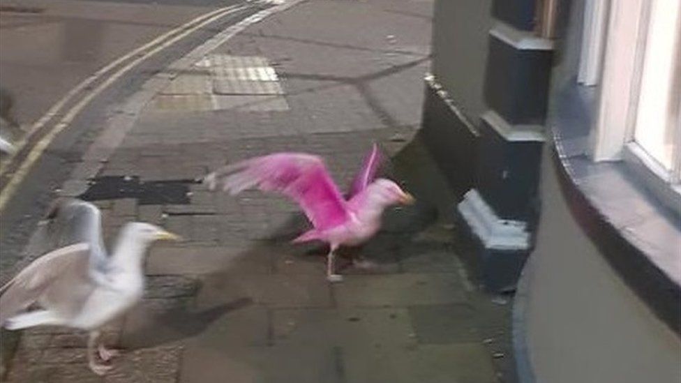 Pink seagull