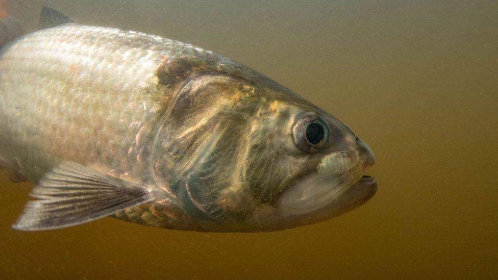 Return of endangered twaite shad to spawning grounds celebrated - BBC News