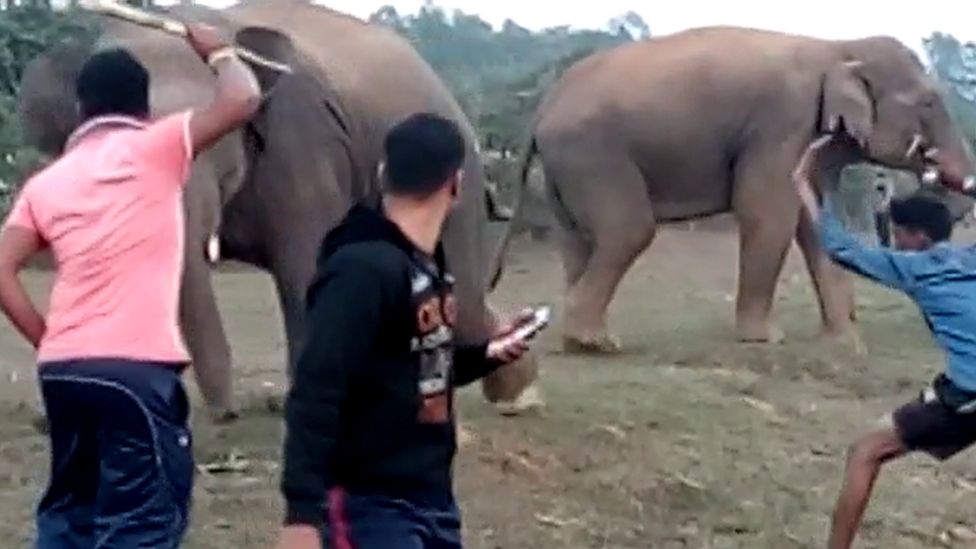The Indians dying because of wild elephant selfies - BBC News