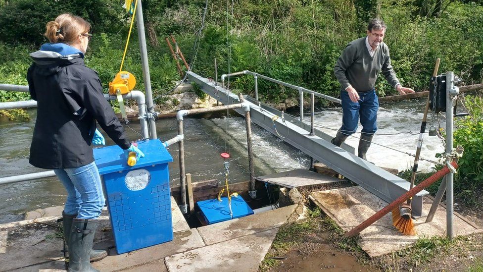 Scientists at the salmon trap on the River Frome at East Stoke