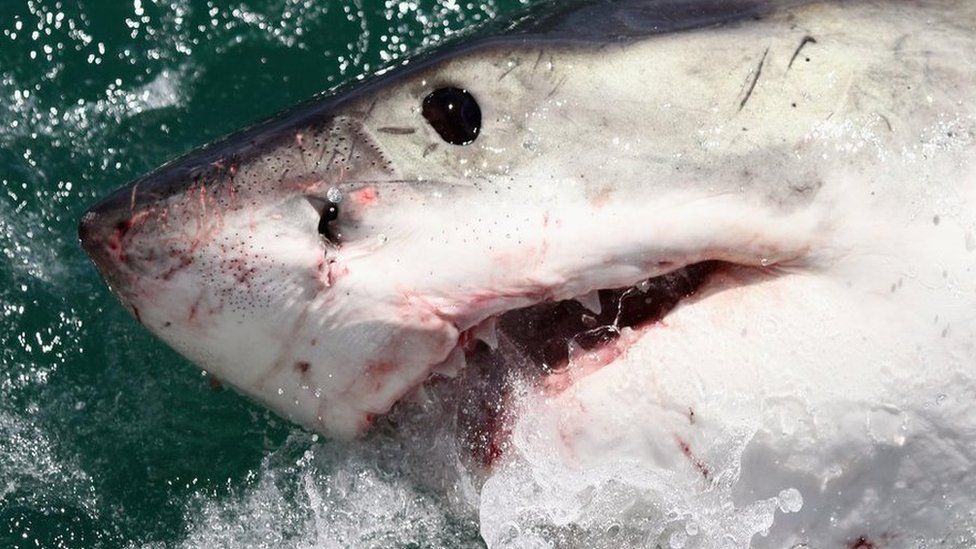 A Great White Shark is attracted by a lure in Gansbaai, South Africa