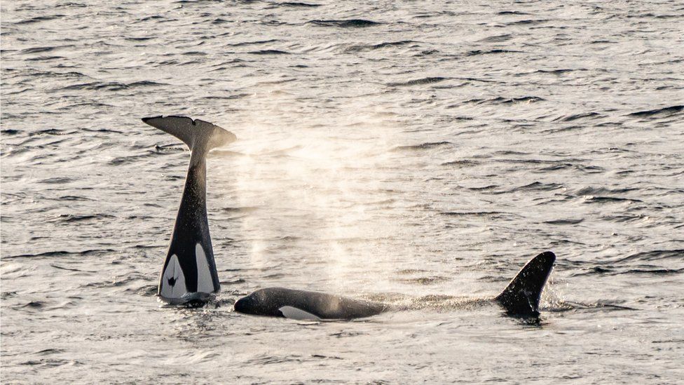 Orca off the Shetland coast