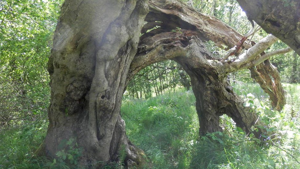 The Portal Tree Rowan in Midlothian