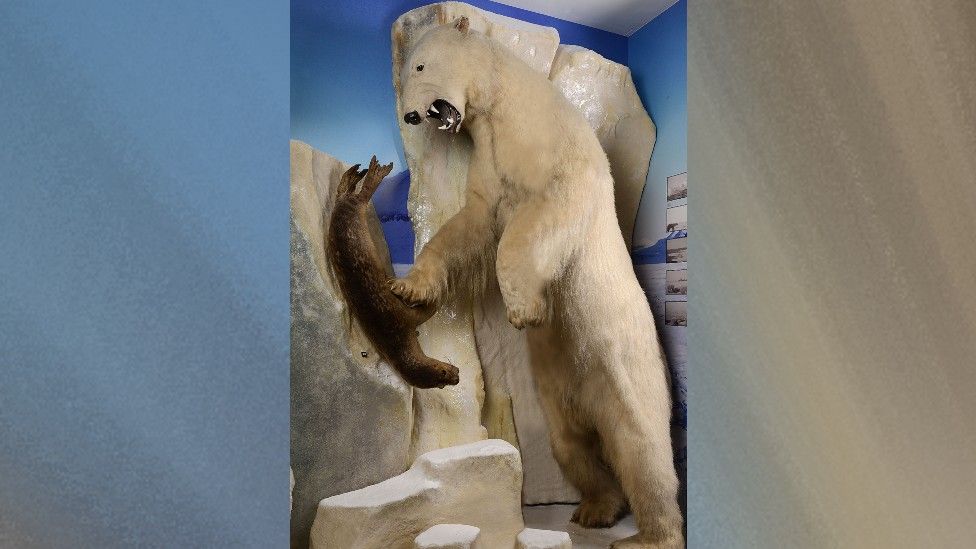 Taxidermy polar bear