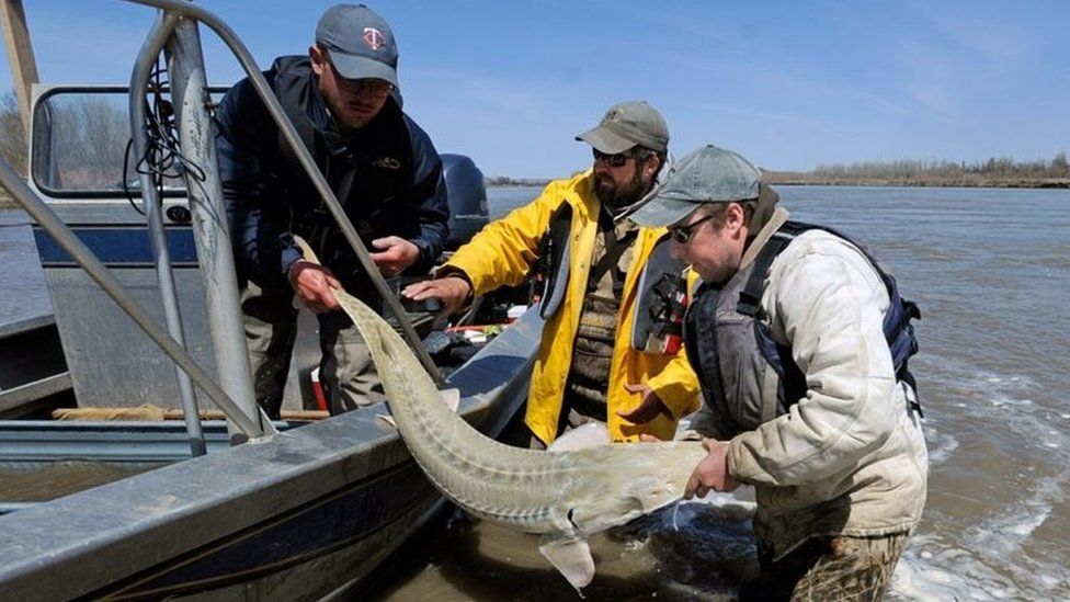 Montana Fish, Wildlife and Parks employees release a pallid sturgeon after taking blood samples from the fish.