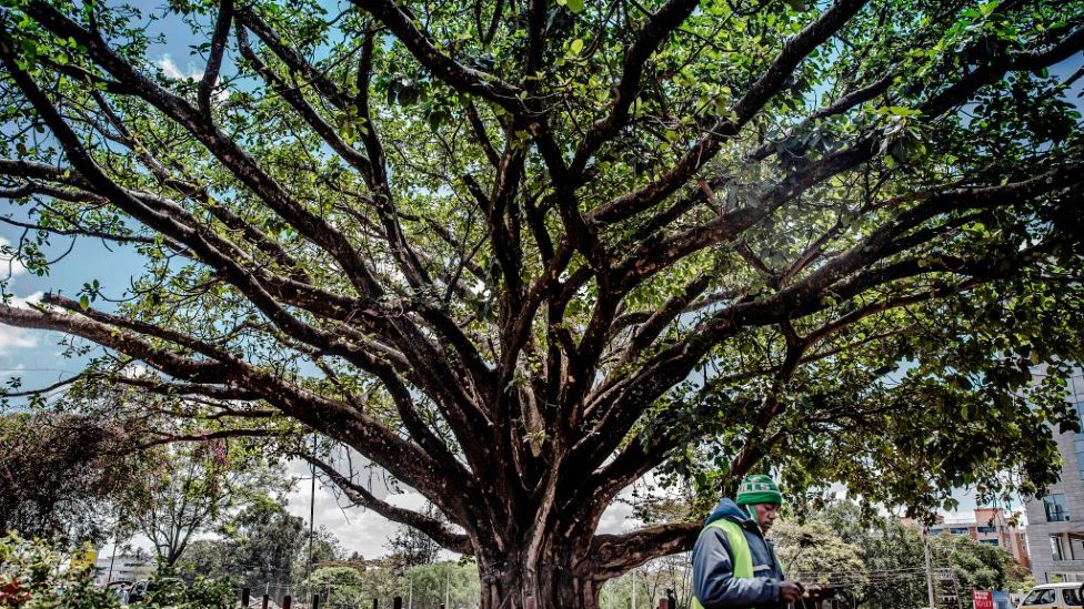 Viewpoint Why Kenya's giant fig tree won over a president BBC News