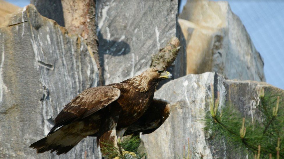 El águila real, en peligro de extinción