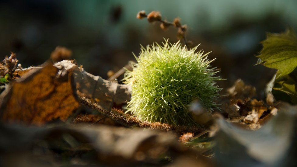 Conker in a park