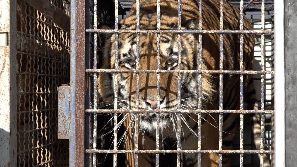 One of the tigers pictured in a cage