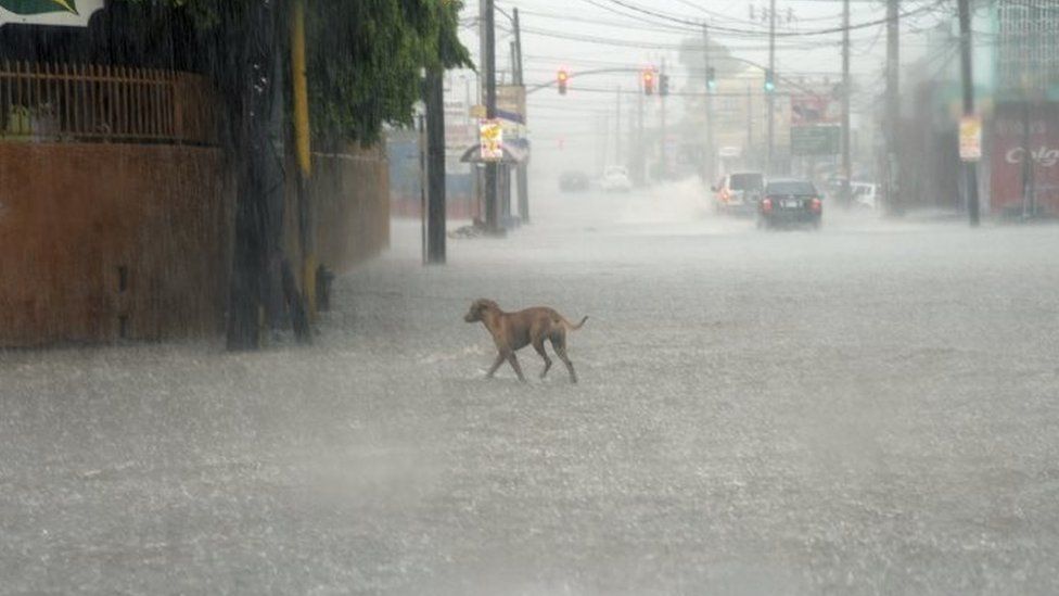 A dog crosses a street under heavy rain in downtown Kingston, Jamaica (02 October 2016)
