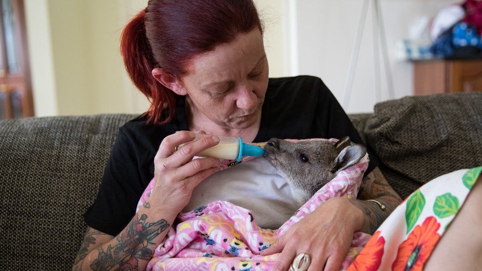 Rae Harvey nurses a kangaroo