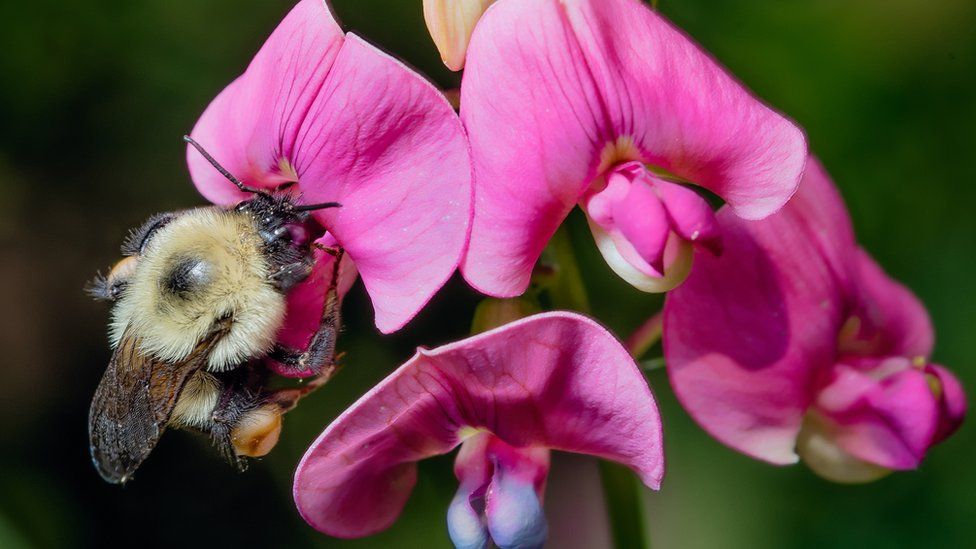 North American bumblebee on a flower