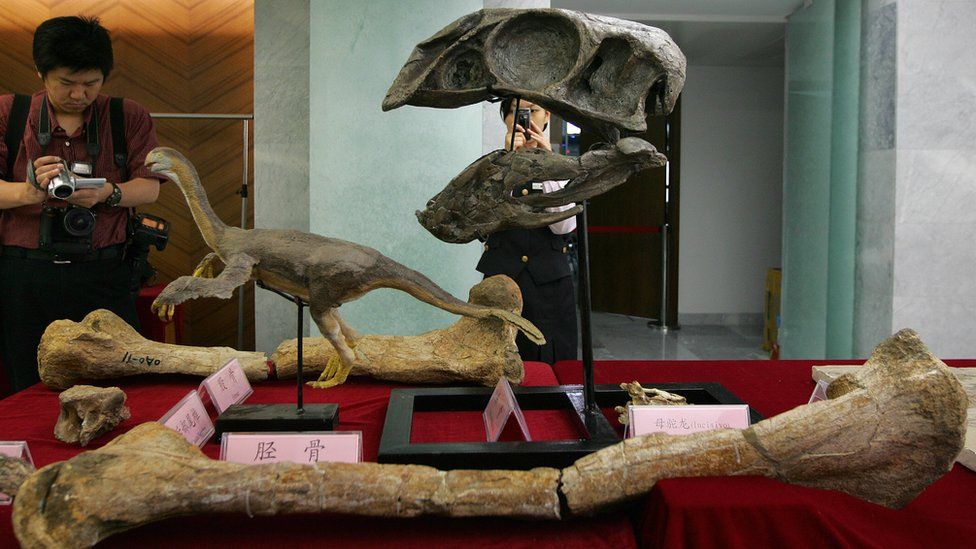 Fossilized bones of a gigantic theropod dinosaur on display in Beijing