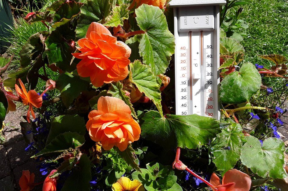 Garden thermometer in Sutton in Ashfield