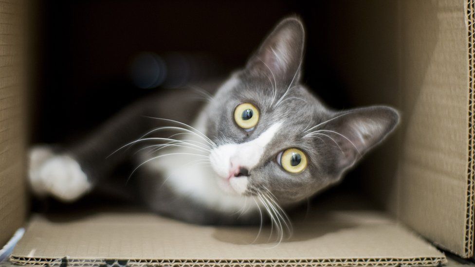 A cat in a cardboard box