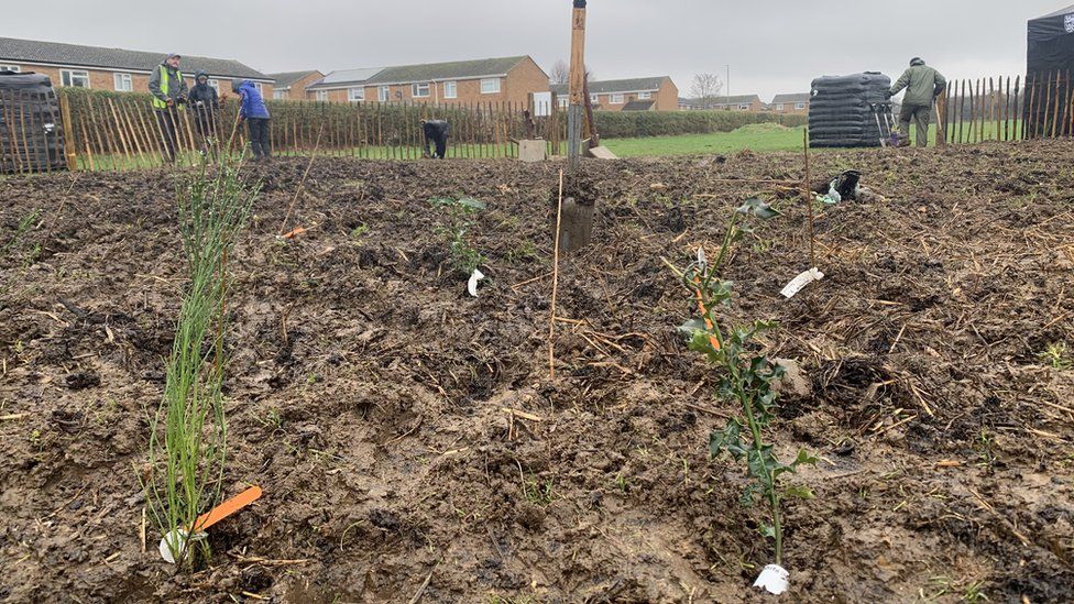 Tiny forest being planted in Flitwick