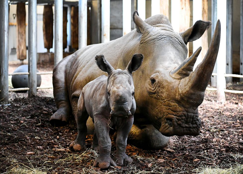 The Royal Burgers' Zoo welcomed a newly-born white rhinoceros in Arnhem, Netherlands, 6 April 2021