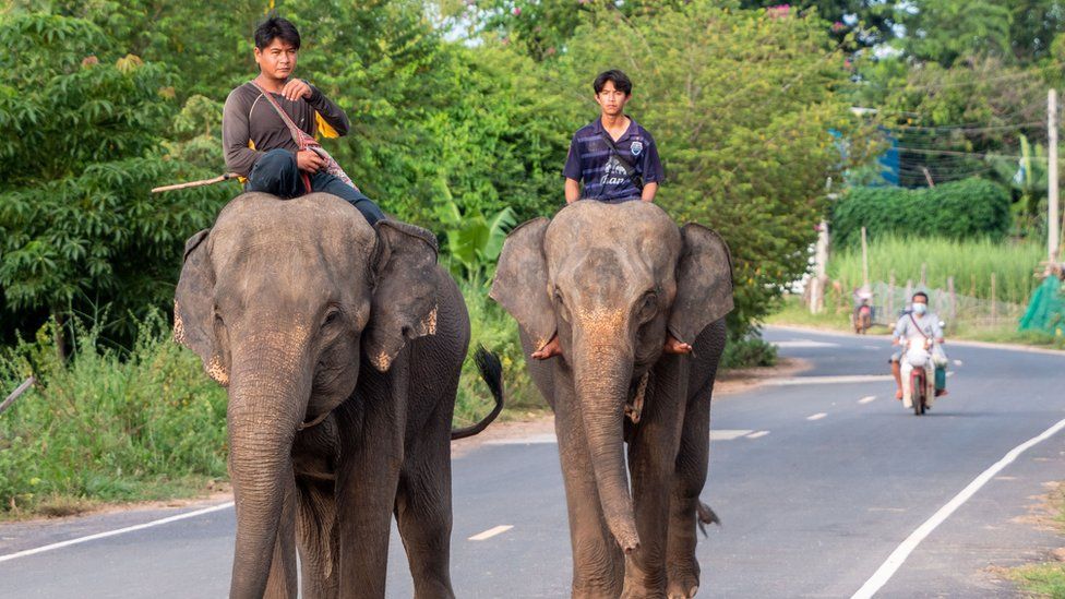 Mahouts walking their elephants in Surin