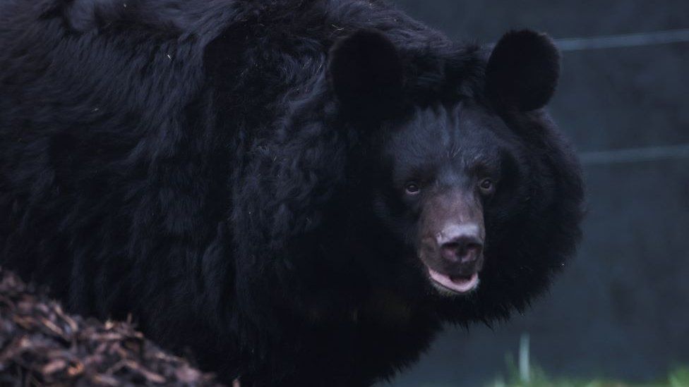 Woburn's black bear cubs take first steps out of den - BBC News