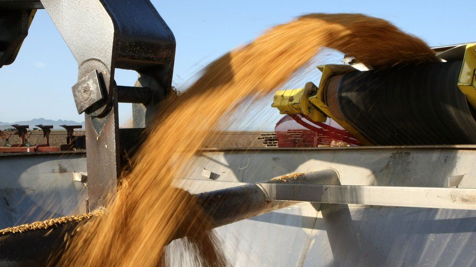 Machine transfers rice seeds to bucket