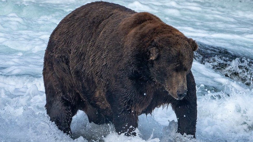 Bear 747, a large brown bear, perched on splashing water in Alaska's Katmai National Park.