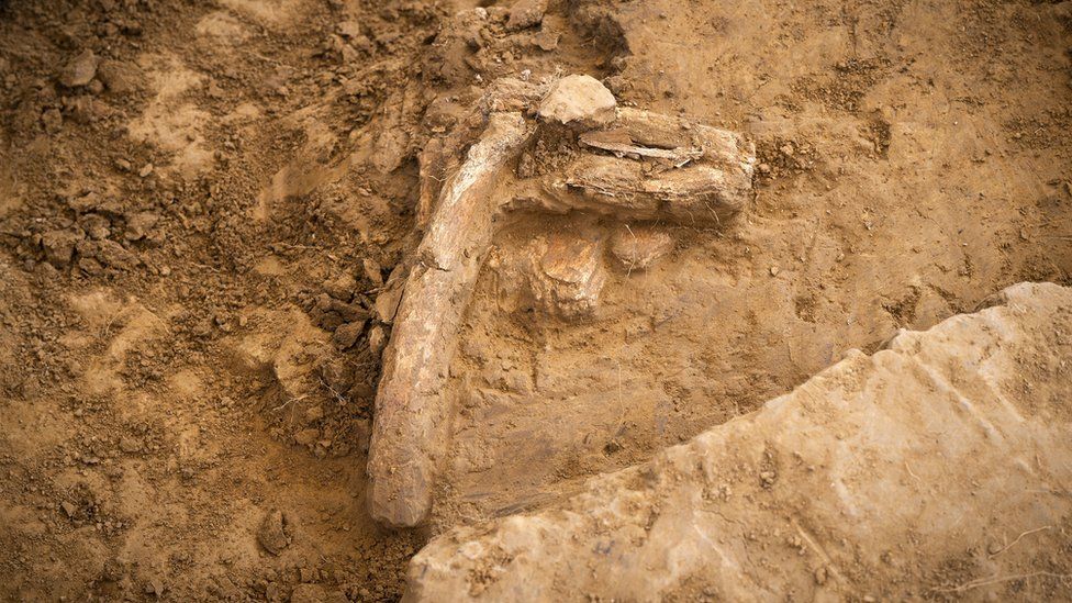Кости, обнаруженные на месте битвы при Ватерлоо