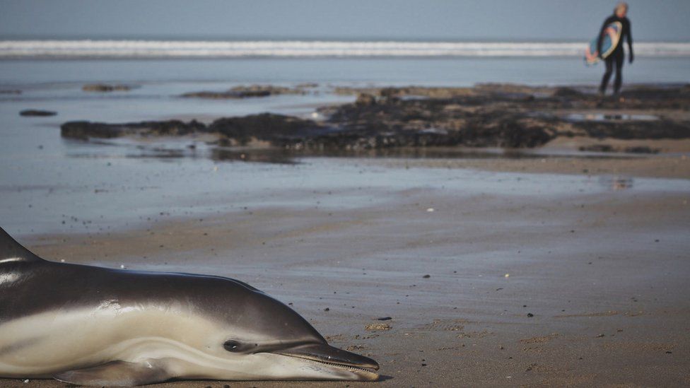 Dolphin dies during beach rescue near Aberystwyth - BBC News