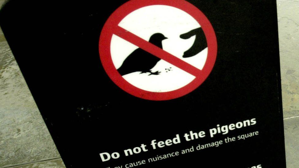 Sign asking people not to feed pigeons