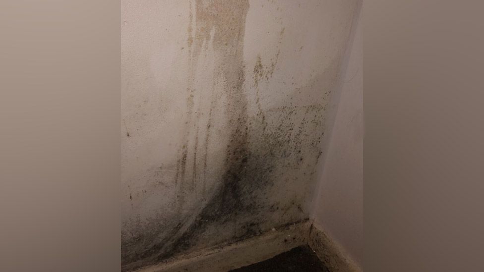 Mould on the skirting boards and walls