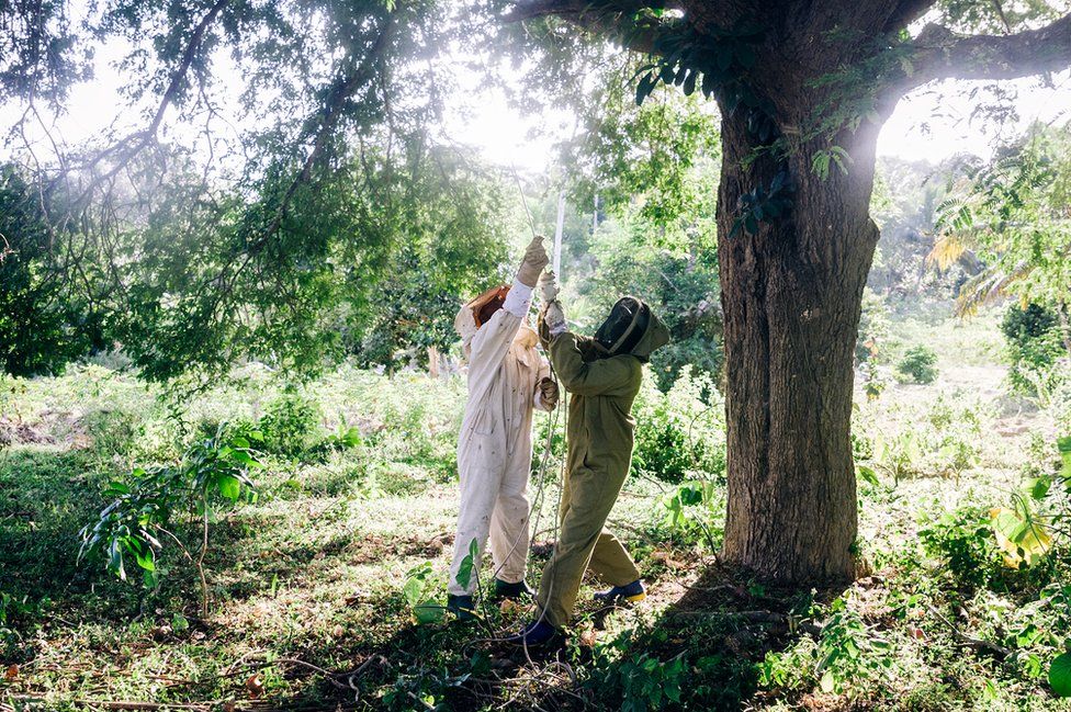 Raymond Kilango and Juma Salim Mussa hoist a hive into the tree