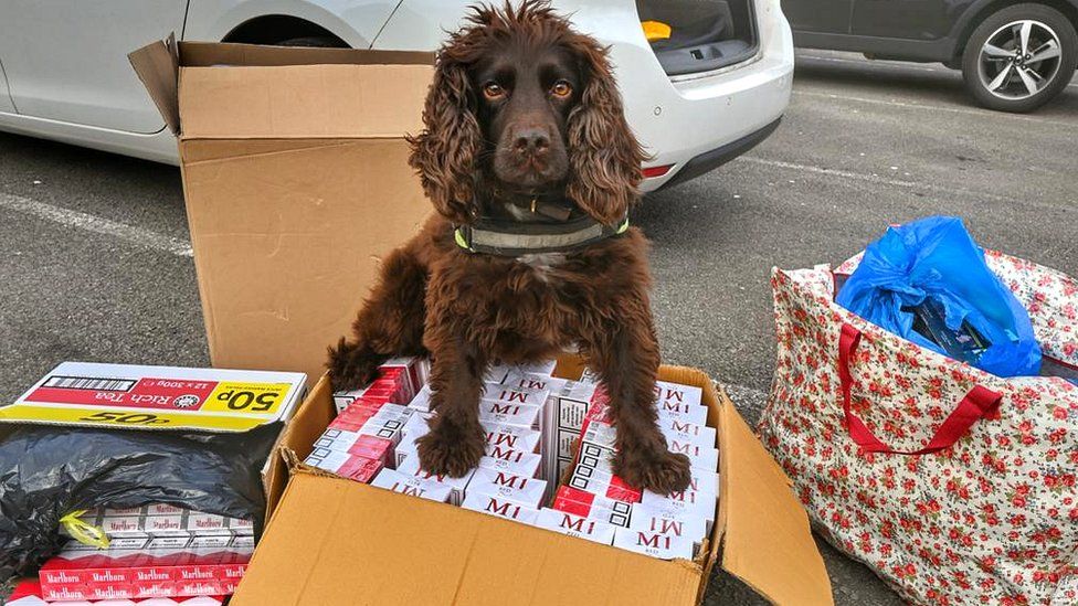 Dog standing on boxes of illegal cigarettes