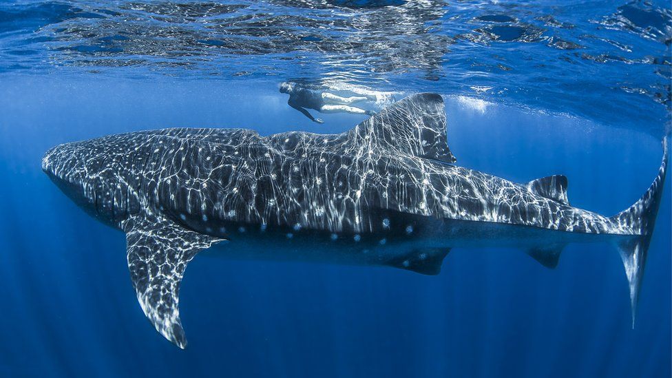 Whale shark dappled by sunlight
