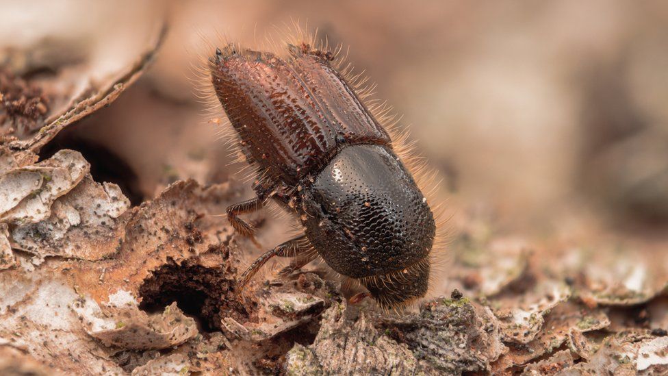 A Ips typographus, or larger eight-toothed European spruce bark beetle