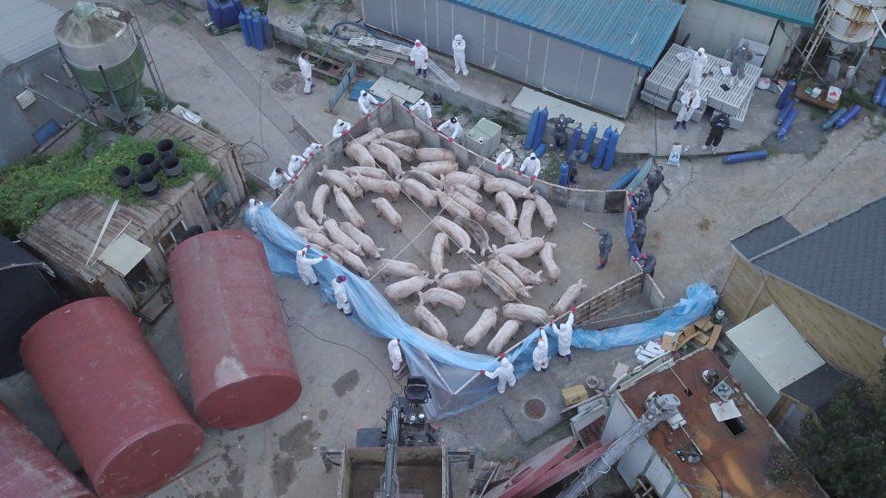 An aerial photo shows workers wearing protective suits and driving pigs to kill at a farm