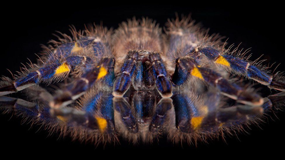 tarantula with blue markings, sitting on a reflective surface