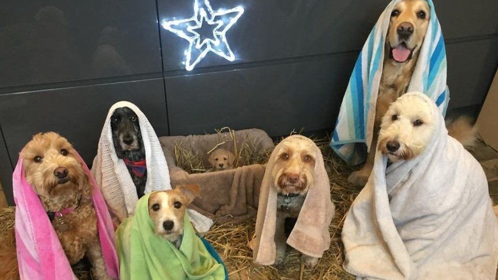 Dog nativity photograph goes viral on social media - BBC News